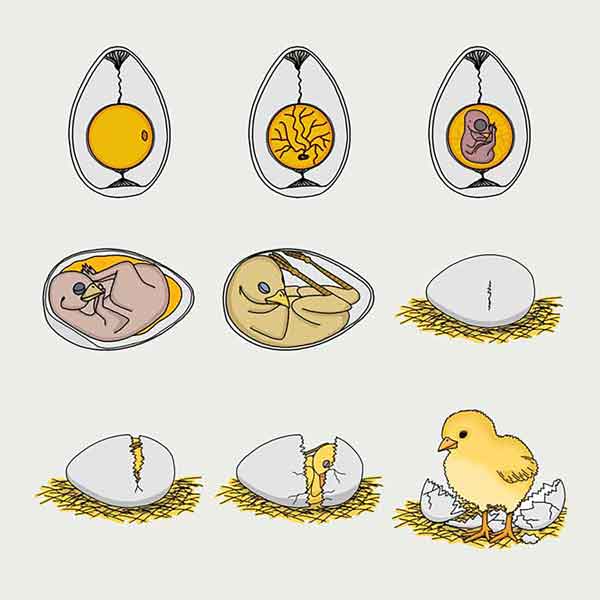 Vom Ei zum Huhn
